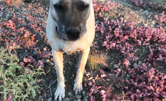 Jessica N.'s photo of camping with pets at Grouse Ridge Campground near Downieville, CA