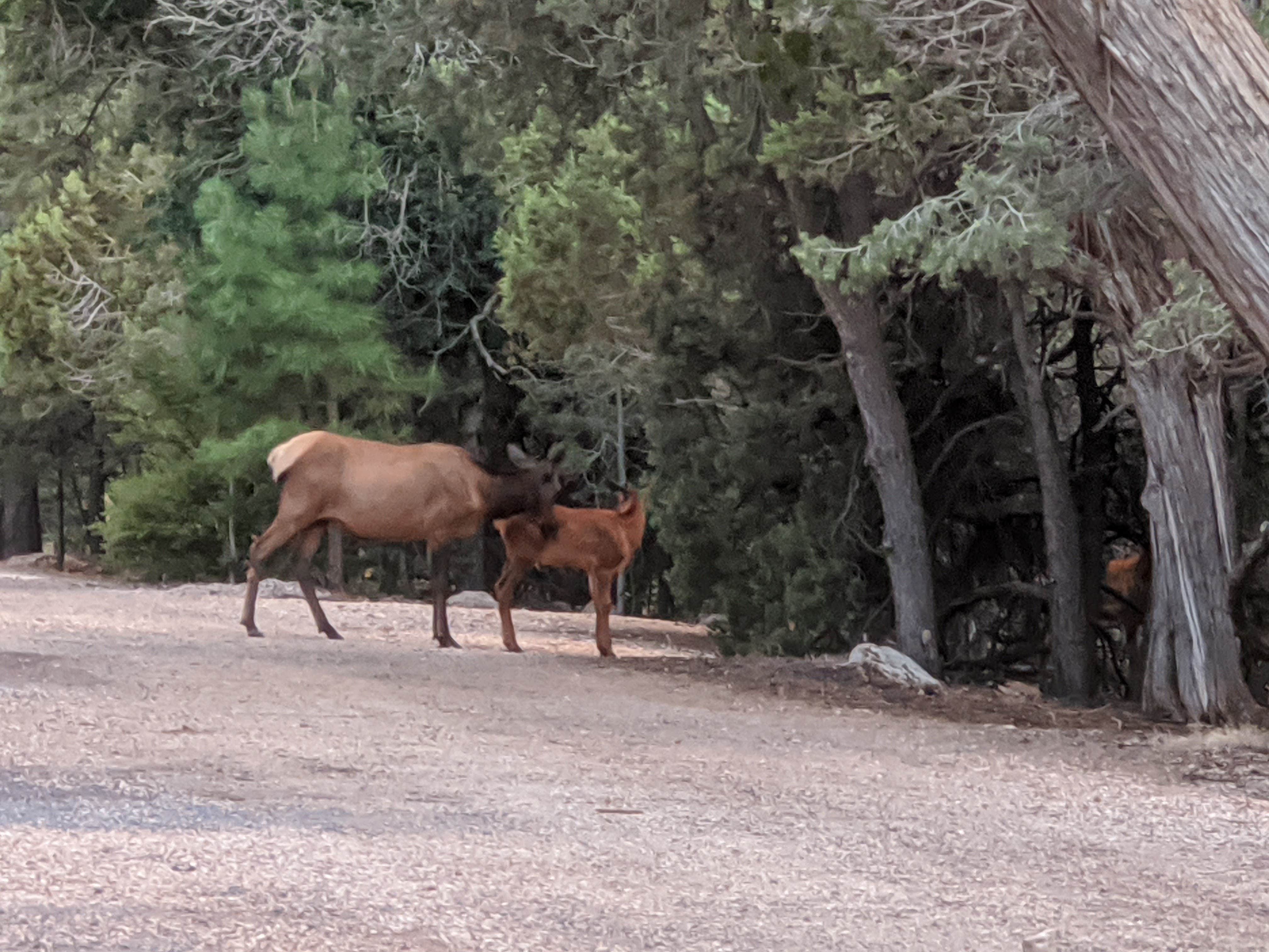 Robert G.'s photo of camping with a horse at Trailer Village RV Park — Grand Canyon National Park near Kaibab National Forest
