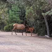 Review photo of Trailer Village RV Park — Grand Canyon National Park by Robert G., July 20, 2020