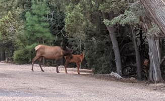 Robert G.'s photo of camping with a horse at Trailer Village RV Park — Grand Canyon National Park near Kaibab National Forest