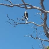 Review photo of Flamingo Campground — Everglades National Park by Delsy R., July 20, 2020