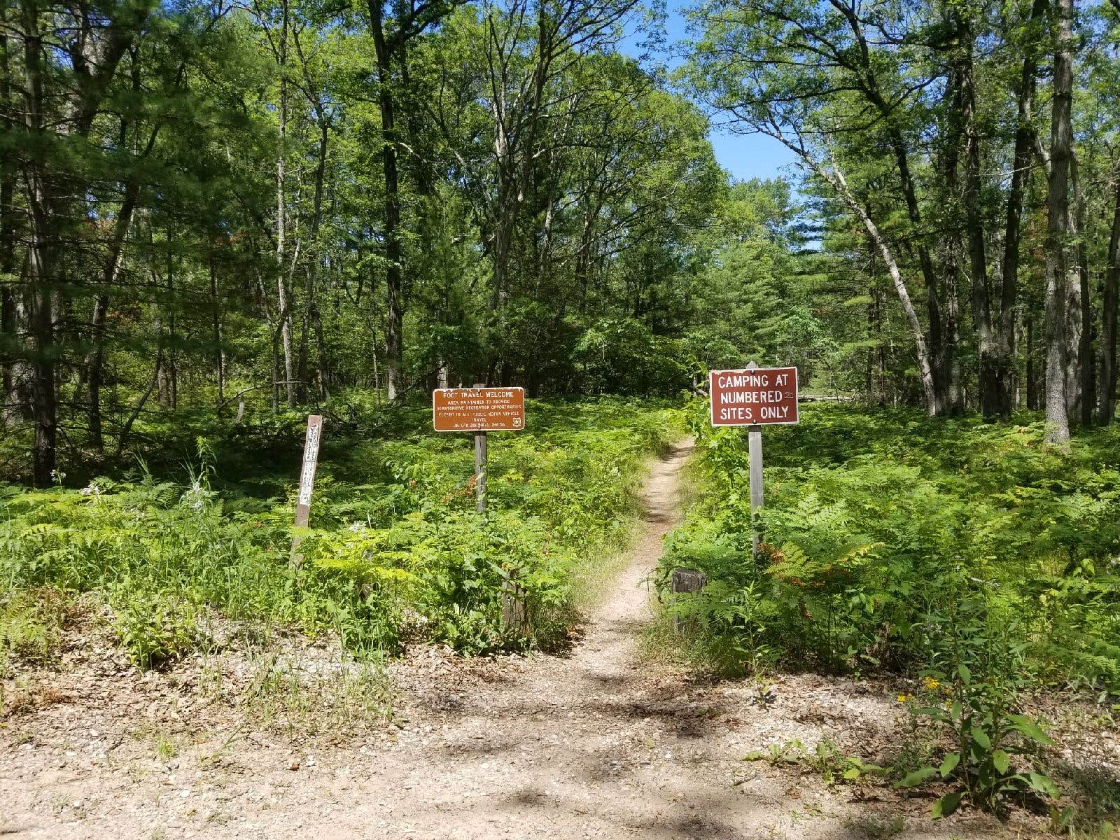 Camper submitted image from Bowman Lake Campground - 5