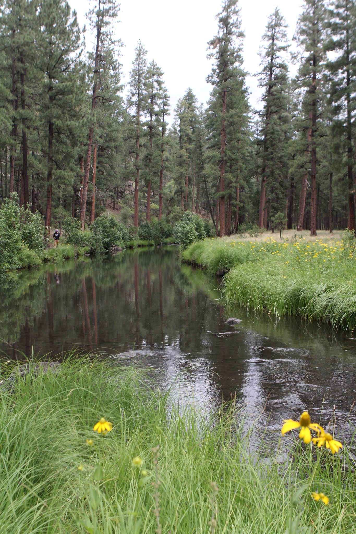 Camper submitted image from Horse Springs Campground - 3