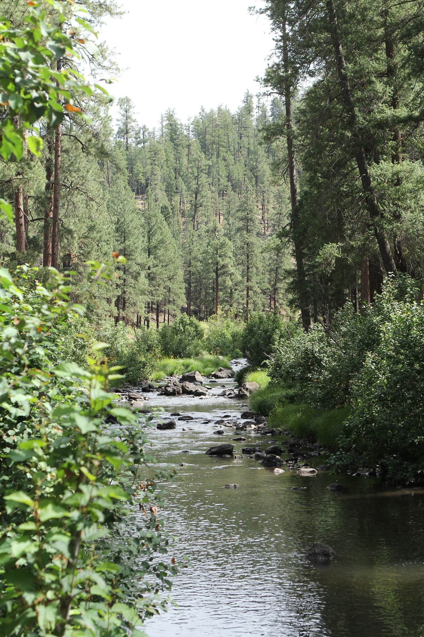 Camper-submitted photo at Horse Springs Campground near Alpine, AZ