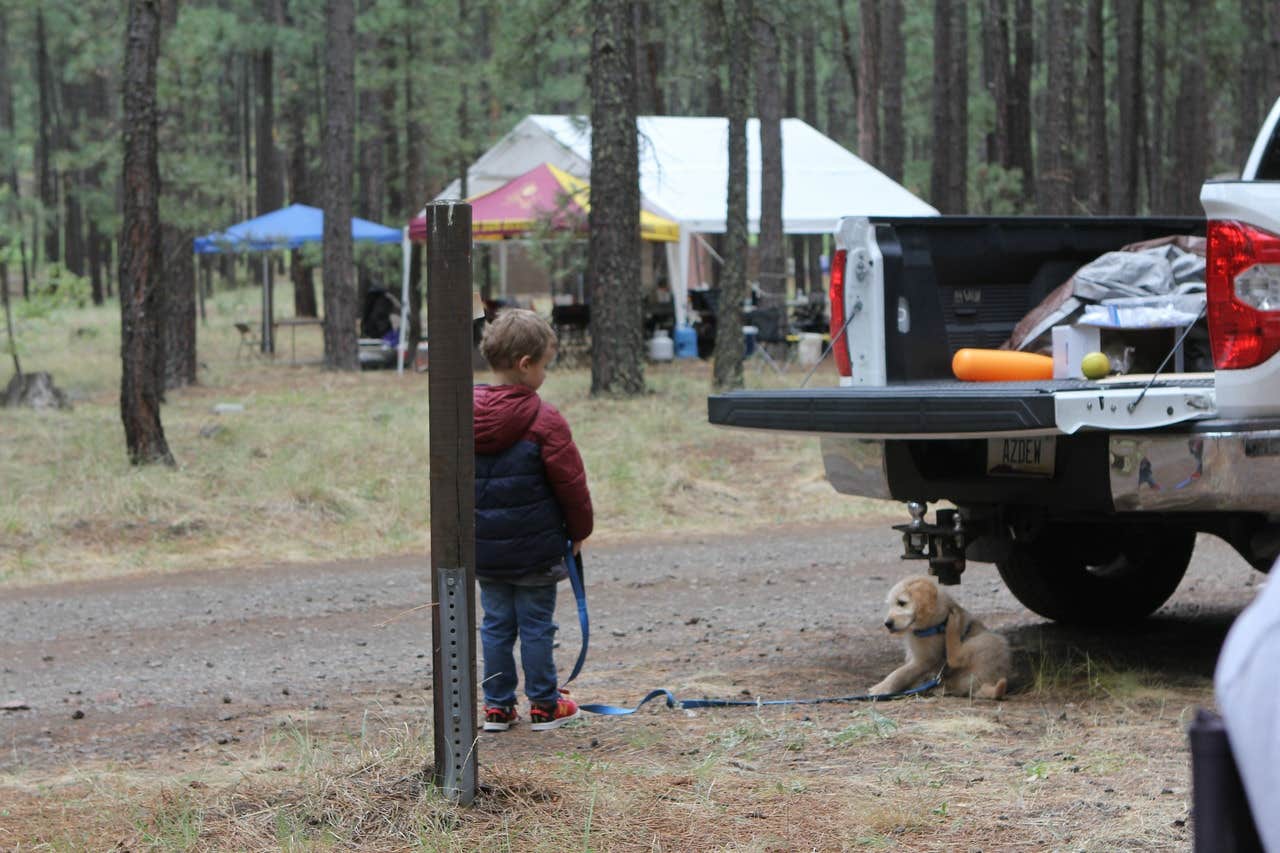Whitney W.'s photo at Horse Springs Campground near Blue, AZ