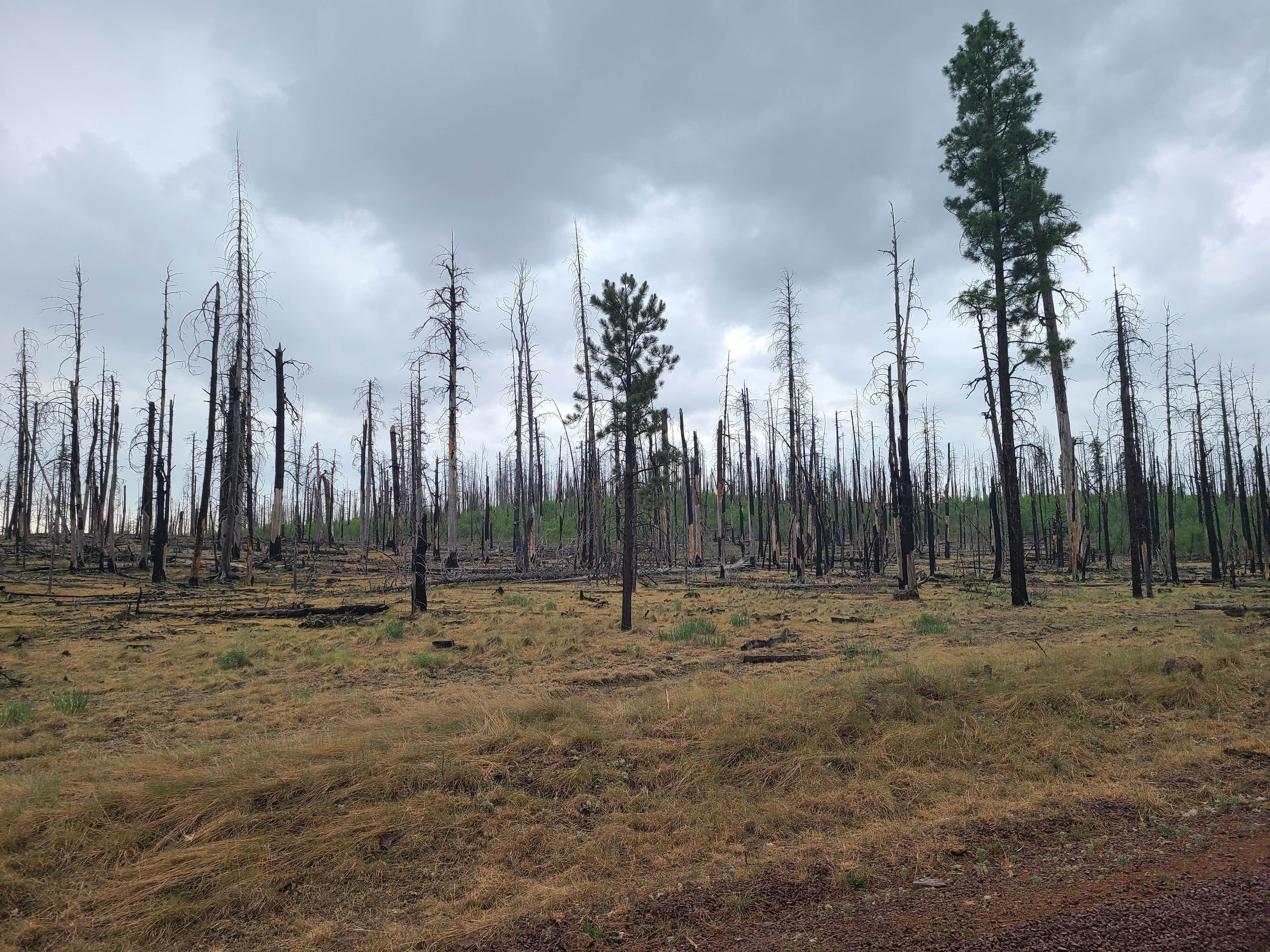 Camper submitted image from Horse Springs Campground - 1