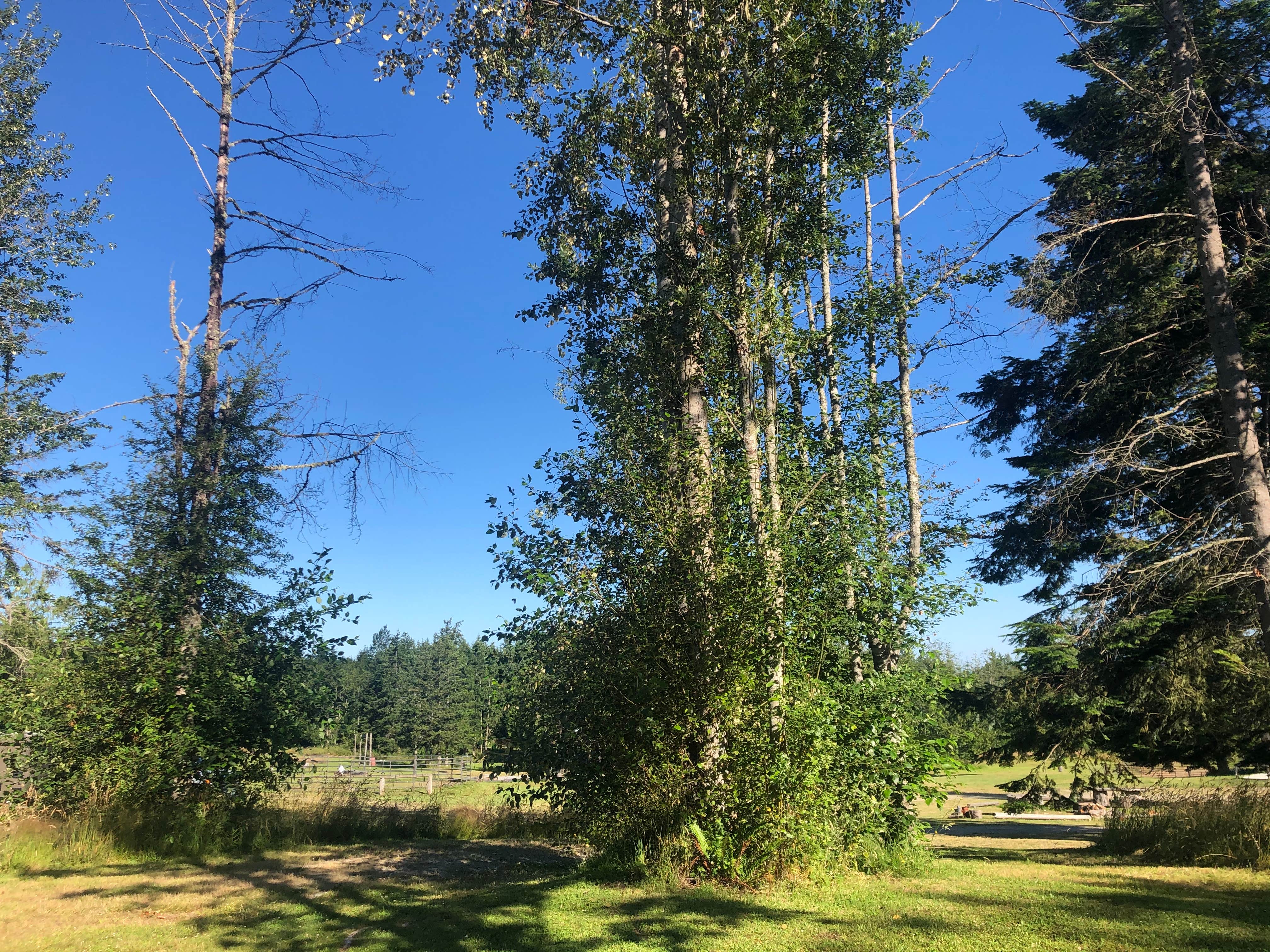 Camper-submitted photo at Sage Horse Camp near Everett, WA