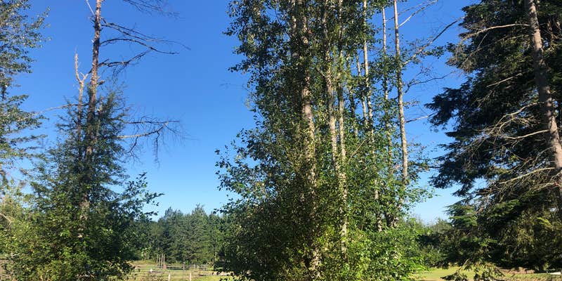 Camper submitted image from Sage Horse Camp