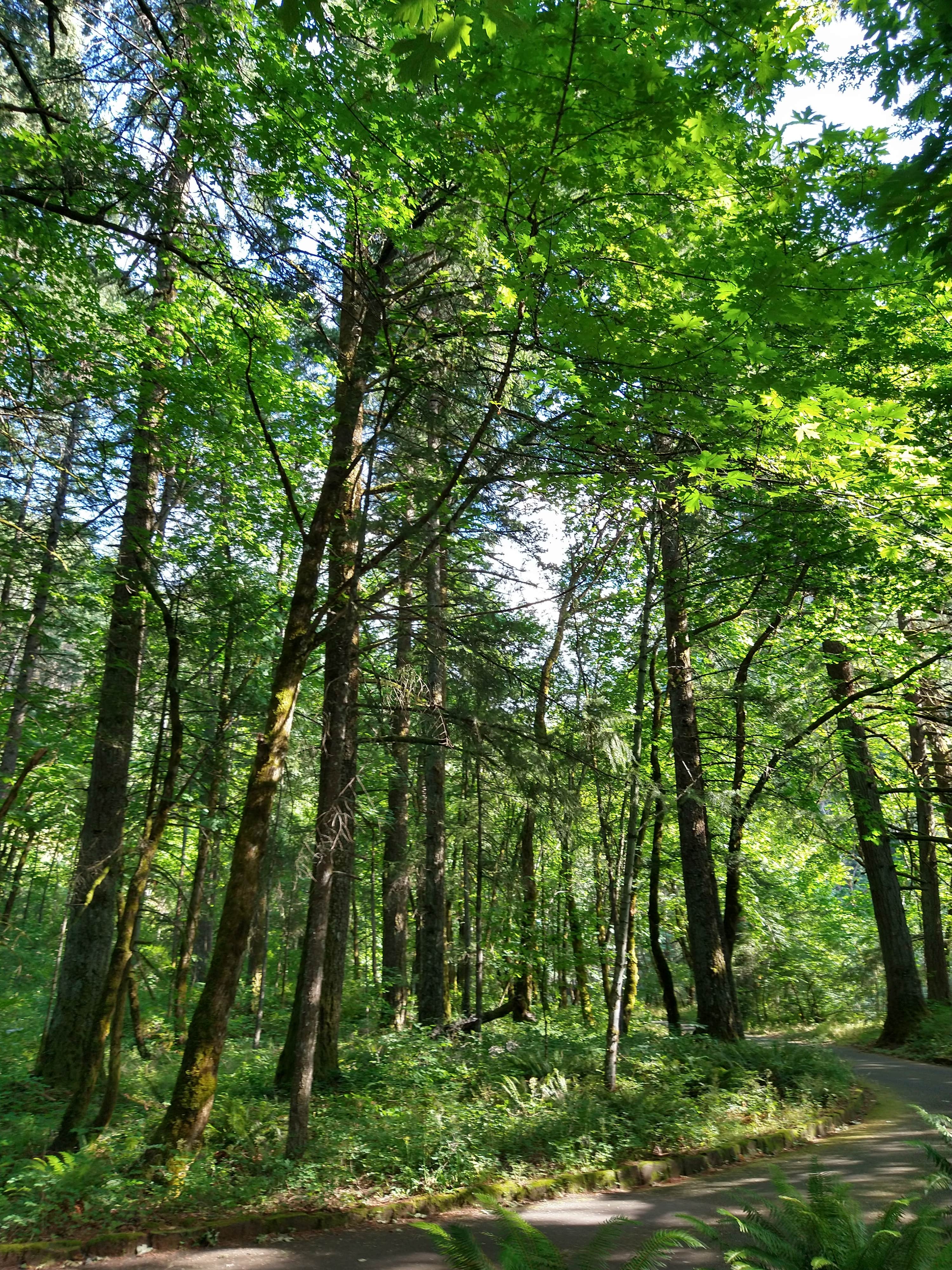 Camper submitted image from Wyeth Campground at the Gorge - 3