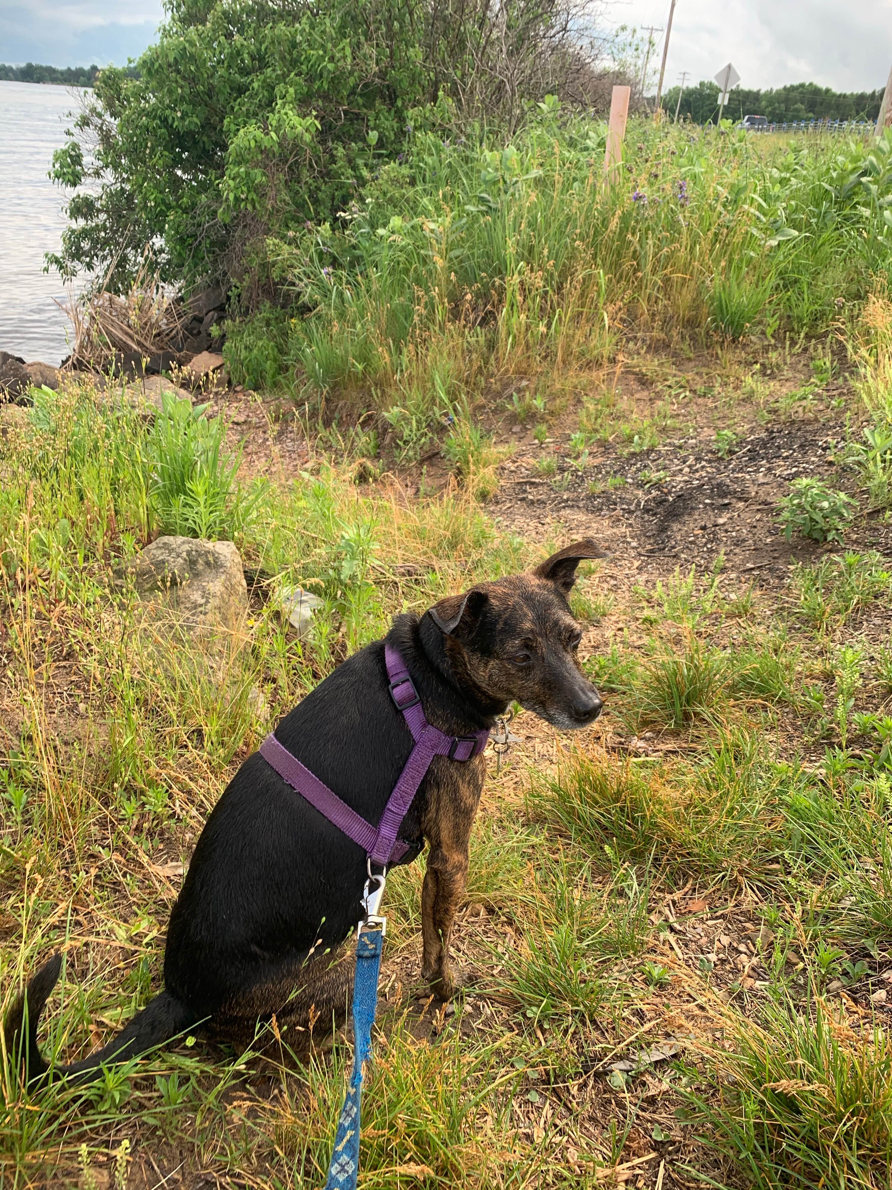 Kalene H.'s photo of camping with pets at Buckhorn State Park Campground near La Farge, WI