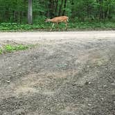 Review photo of Wild River State Park Campground by Tikki B., July 1, 2020