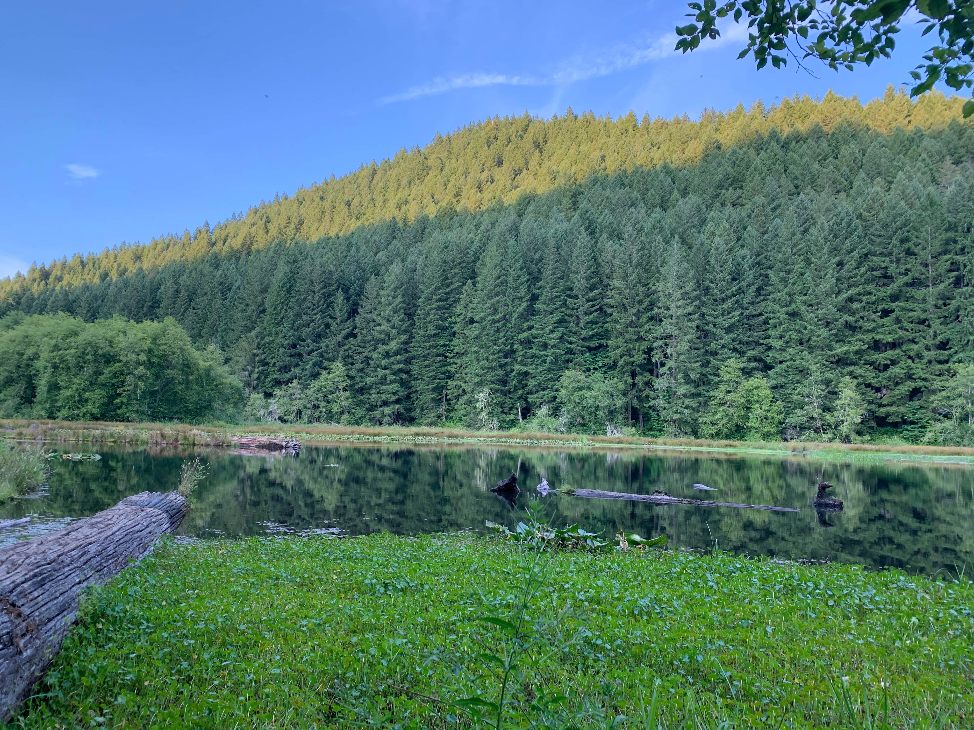 Camper submitted image from Hult Pond - 4