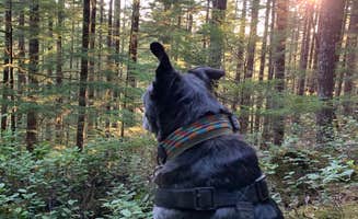 Sean P.'s photo of camping with pets at Hult Pond near Springfield, OR