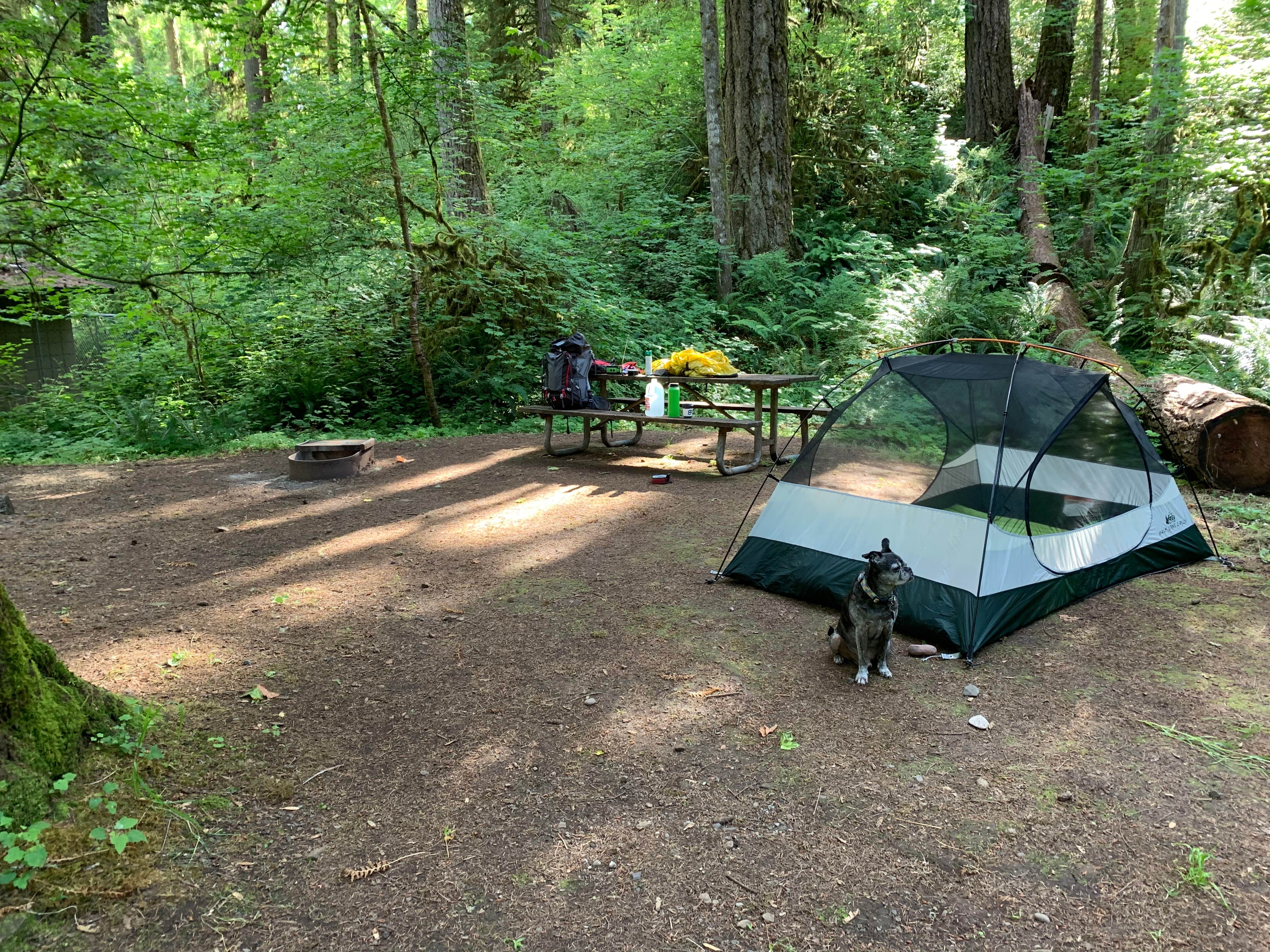 Sean P.'s photo at Cascadia State Park Campground near Sweet Home, OR