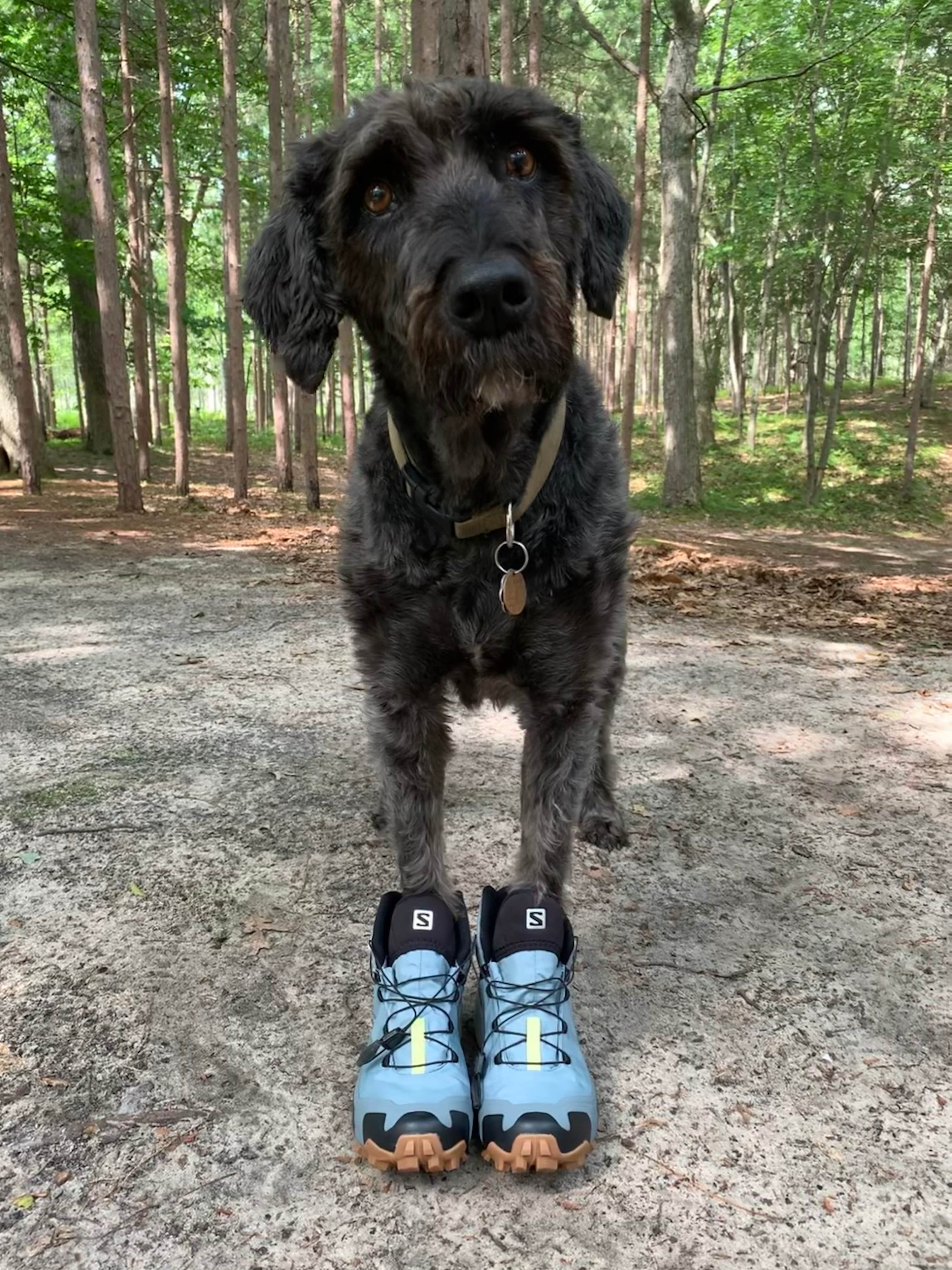 Kate K.'s photo of camping with pets at Nordhouse Dunes Wilderness - Green Road near Free Soil, MI