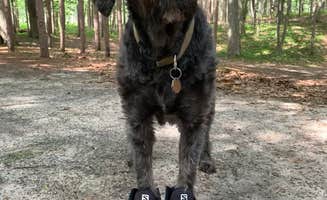Kate K.'s photo of camping with pets at Nordhouse Dunes Wilderness - Green Road near Free Soil, MI