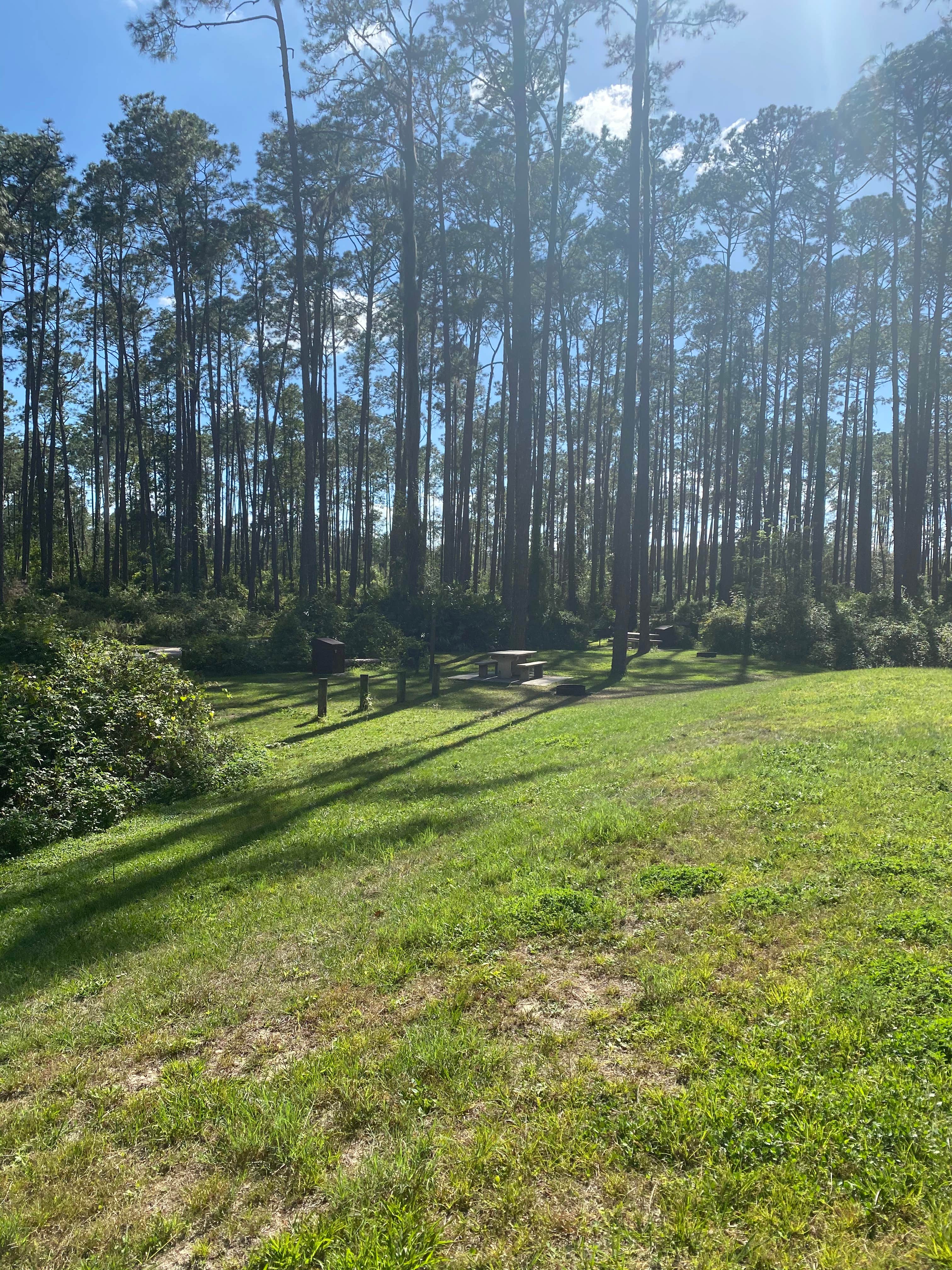 Camper submitted image from Ocala National Forest Lake Dorr Campground - 2