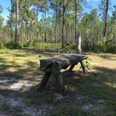 Review photo of Suwannee River State Park Campground by Jenn B., July 20, 2020