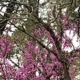 Review photo of Huntsville State Park Campground by Jillian T., March 12, 2018