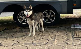 Becky F.'s photo of camping with pets at Vermilion Trail Campground near Hibbing, MN