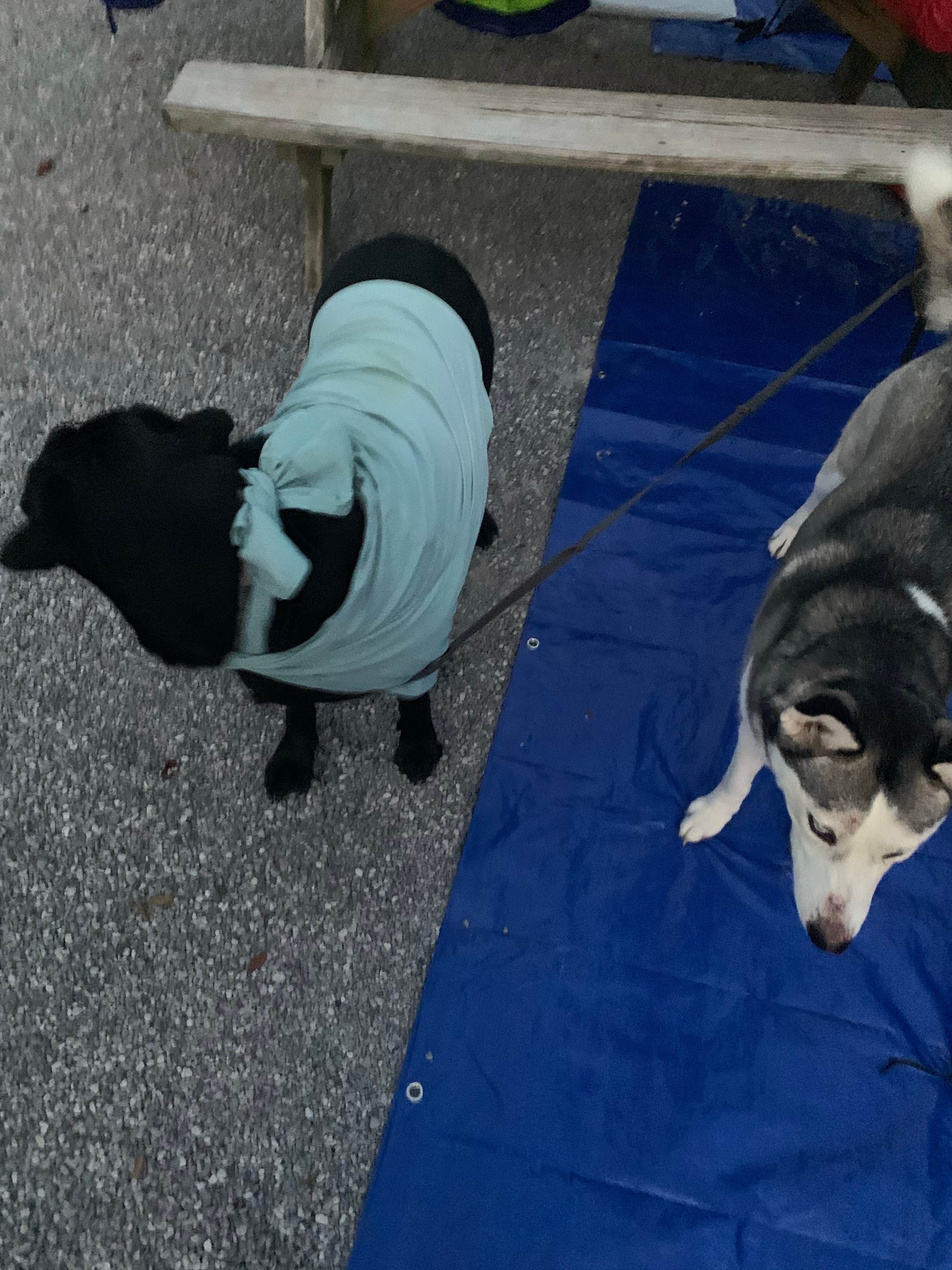 Elizabeth G.'s photo of camping with pets at Henderson Beach State Park Campground near Crestview, FL