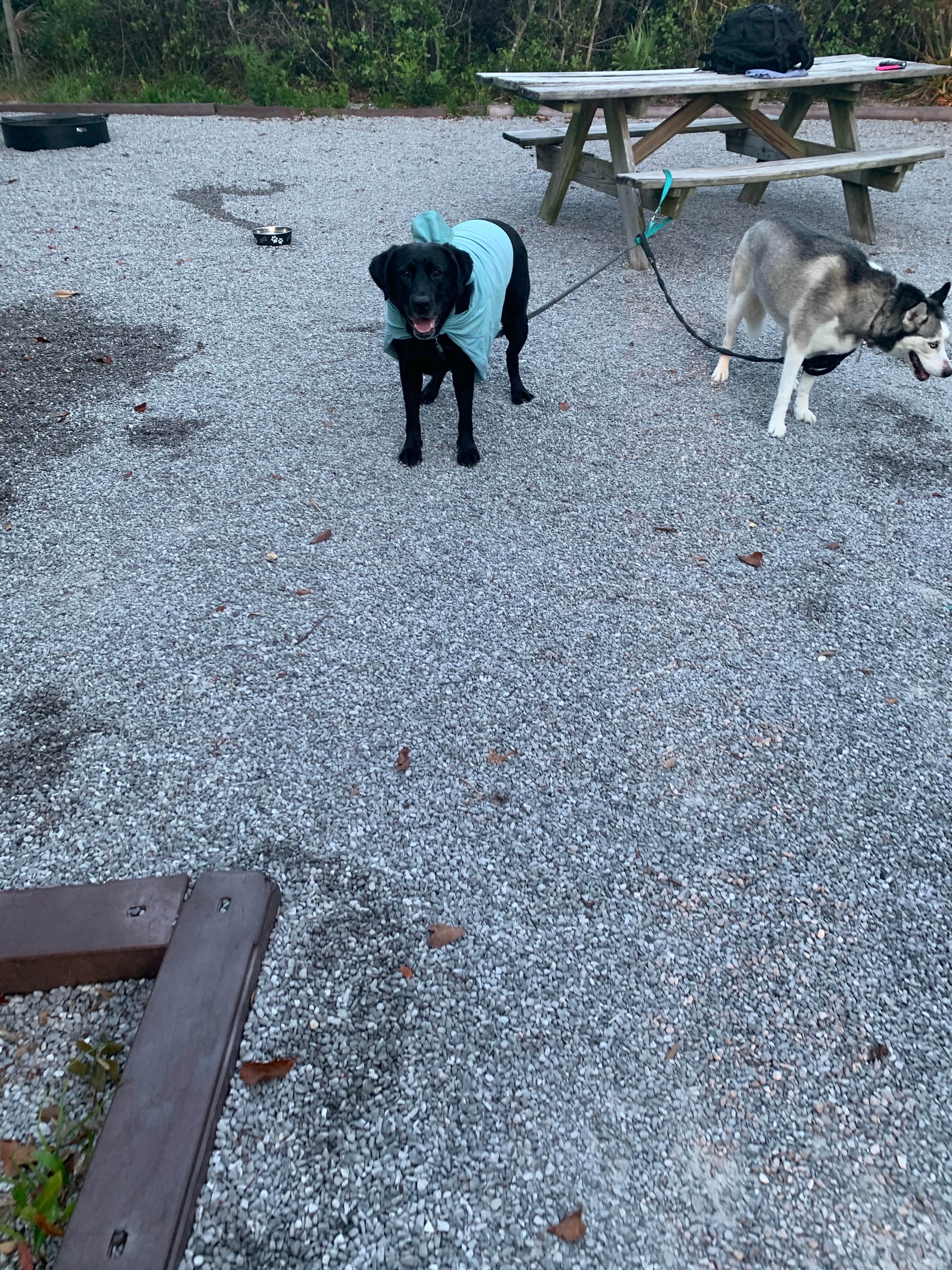 Elizabeth G.'s photo of camping with pets at Henderson Beach State Park Campground near Eglin Air Force Base, FL
