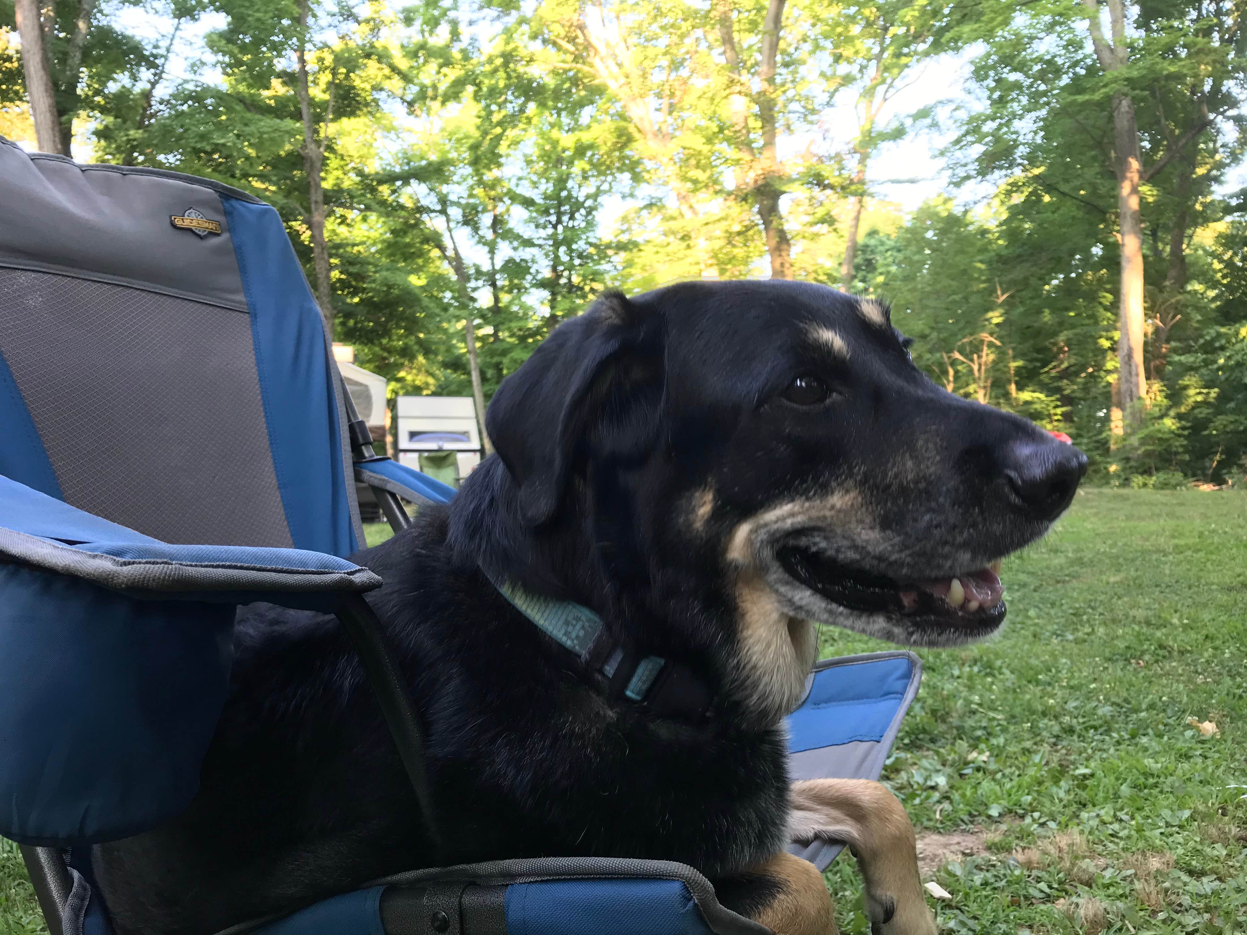 Shannon G.'s photo of camping with pets at A.W. Marion State Park Campground near Galloway, OH
