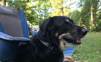 Shannon G.'s photo of camping with pets at A.W. Marion State Park Campground near Nelsonville, OH