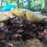 Review photo of A.W. Marion State Park Campground by Shannon G., July 20, 2020