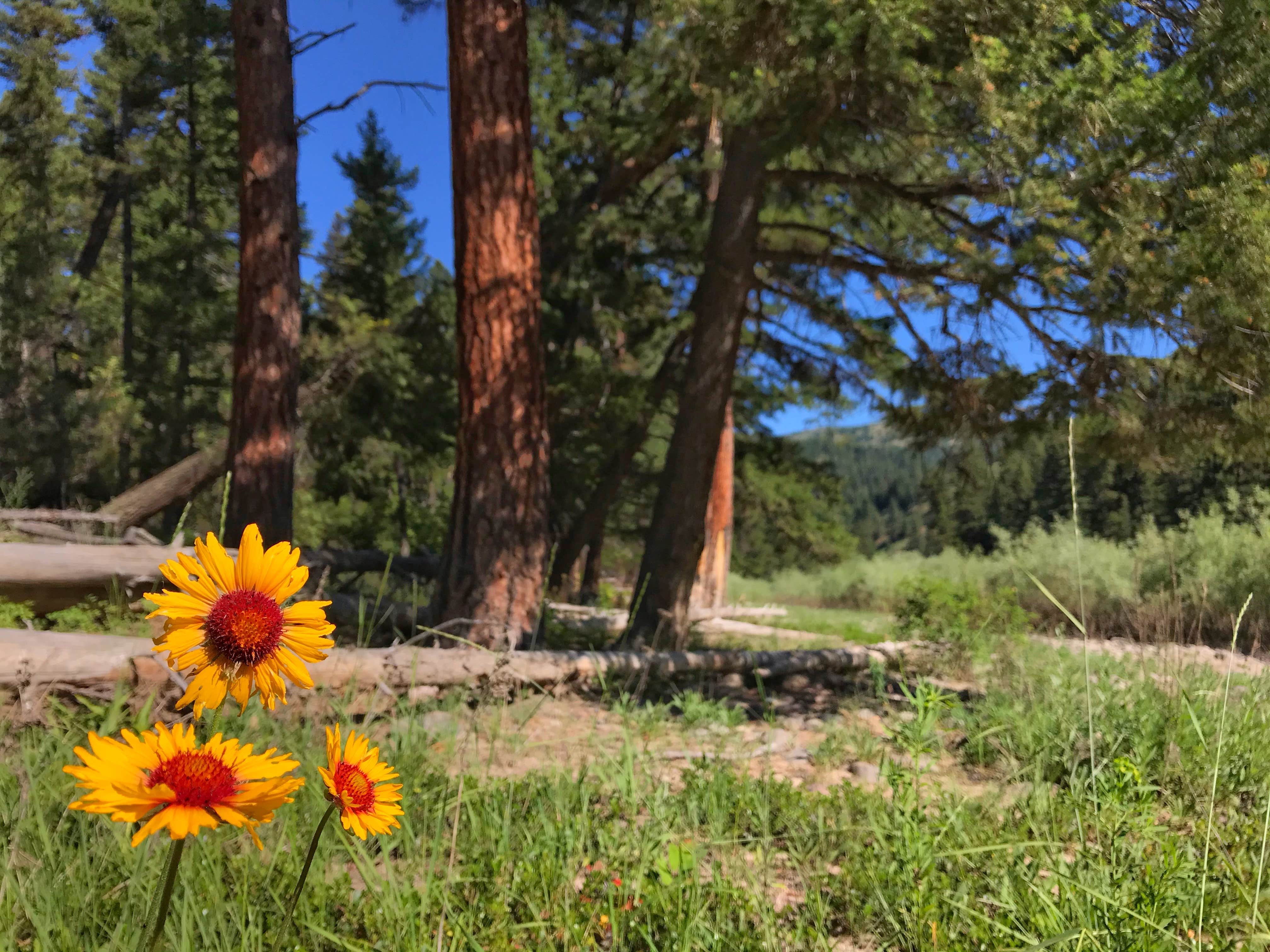 Camper-submitted photo at Thibodeau near Bonner, MT