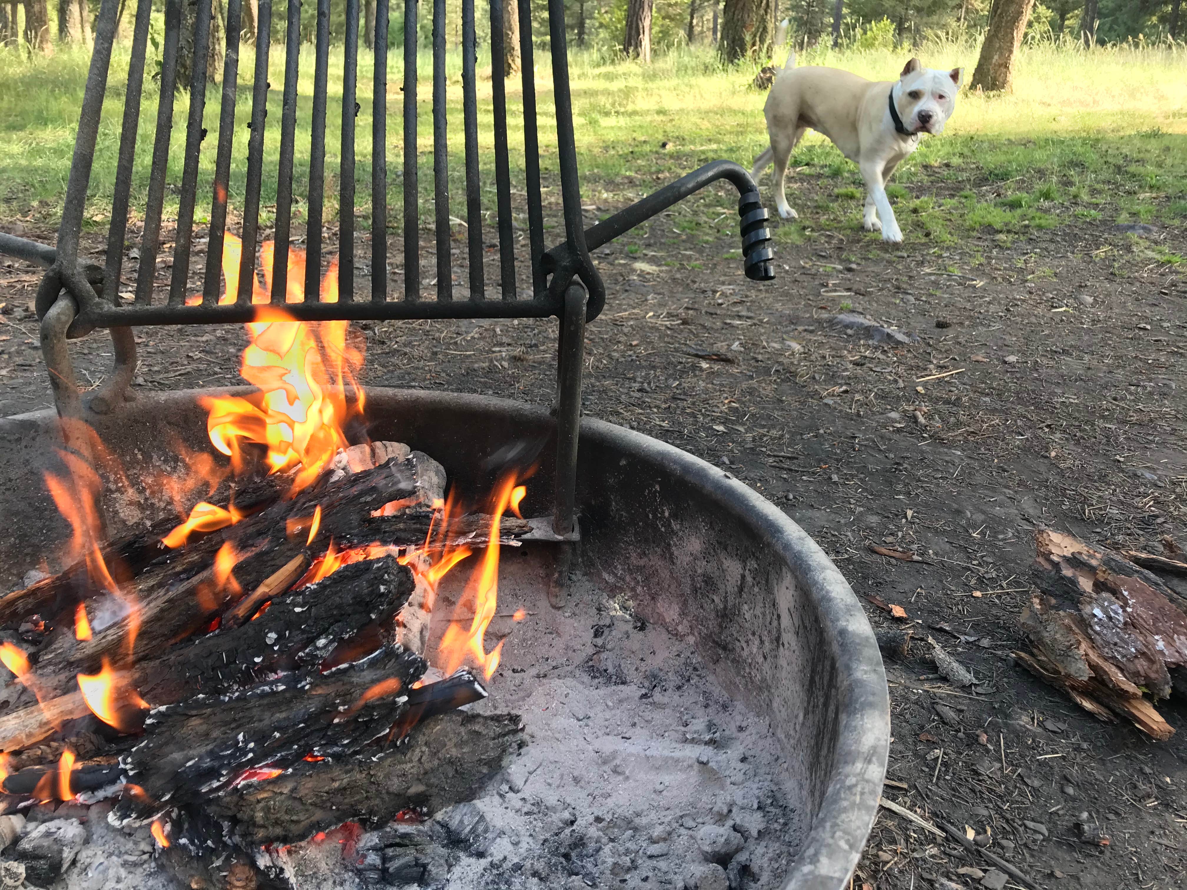 Nick T.'s photo of camping with pets at Thibodeau near Seeley Lake, MT