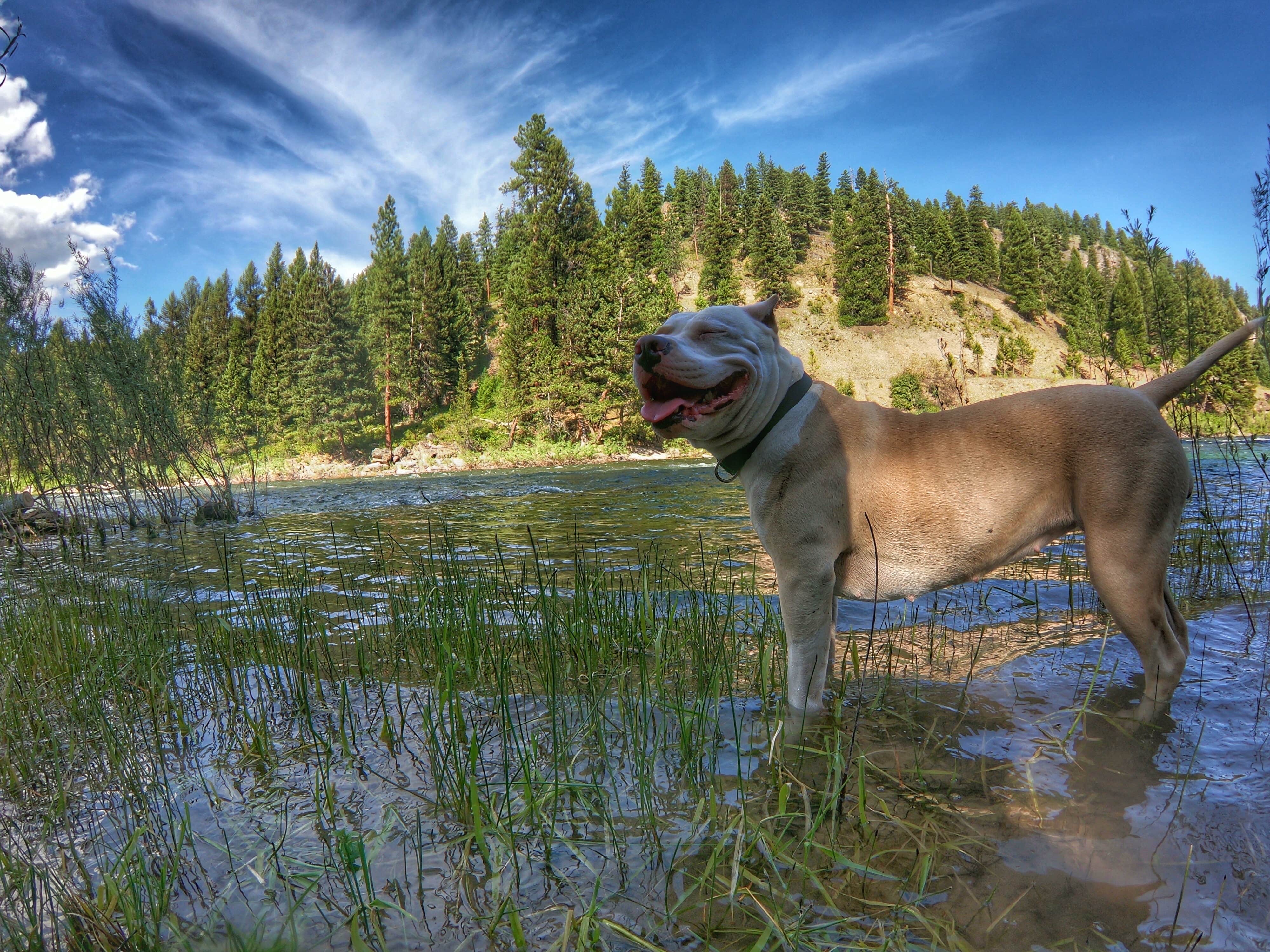 Nick T.'s photo of camping with pets at Thibodeau near Bonner, MT