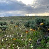Review photo of Range Study Area - FS Road #217 by Taylor R., July 20, 2020