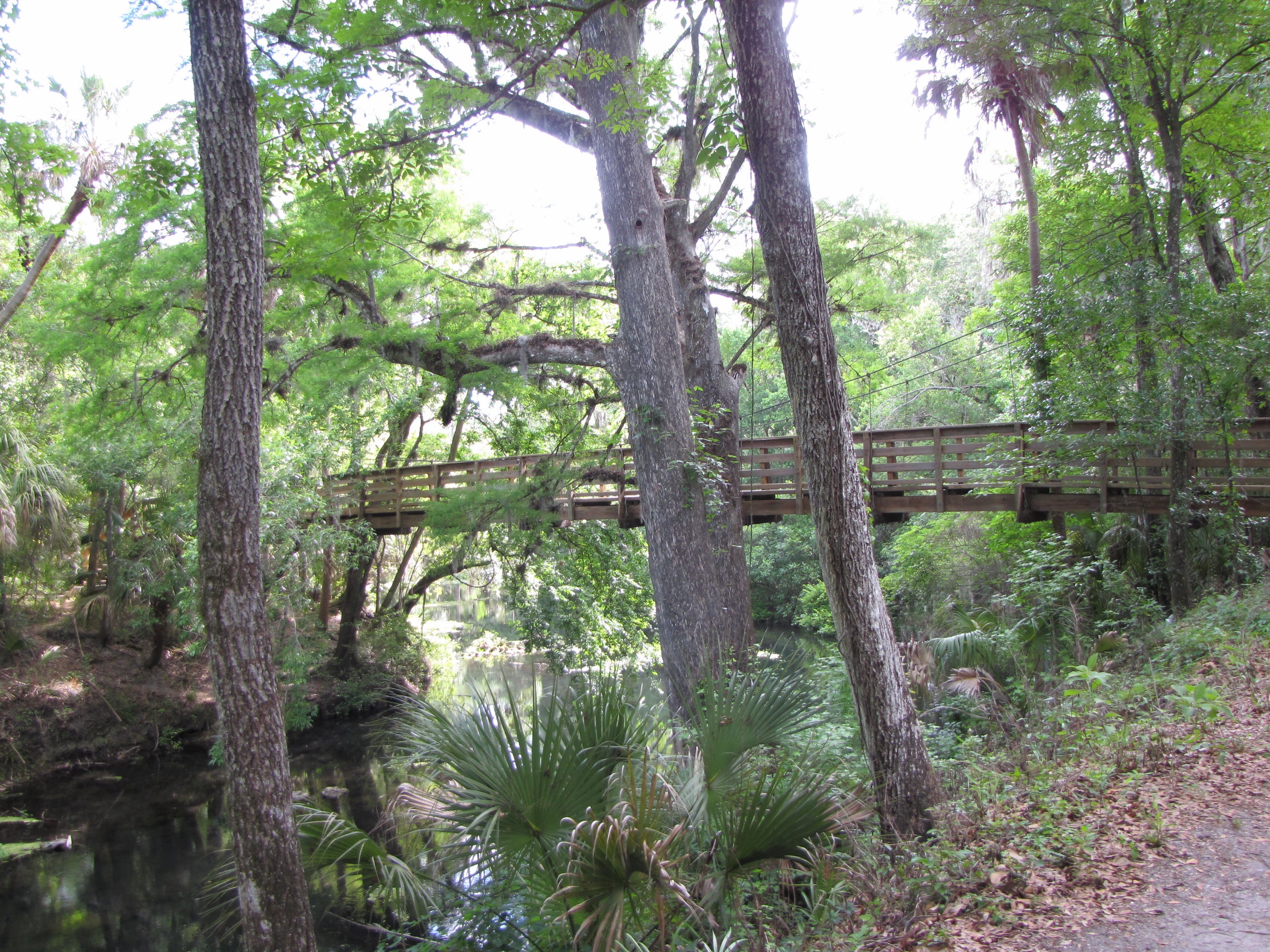 Camper submitted image from Hillsborough River State Park Campground - 3