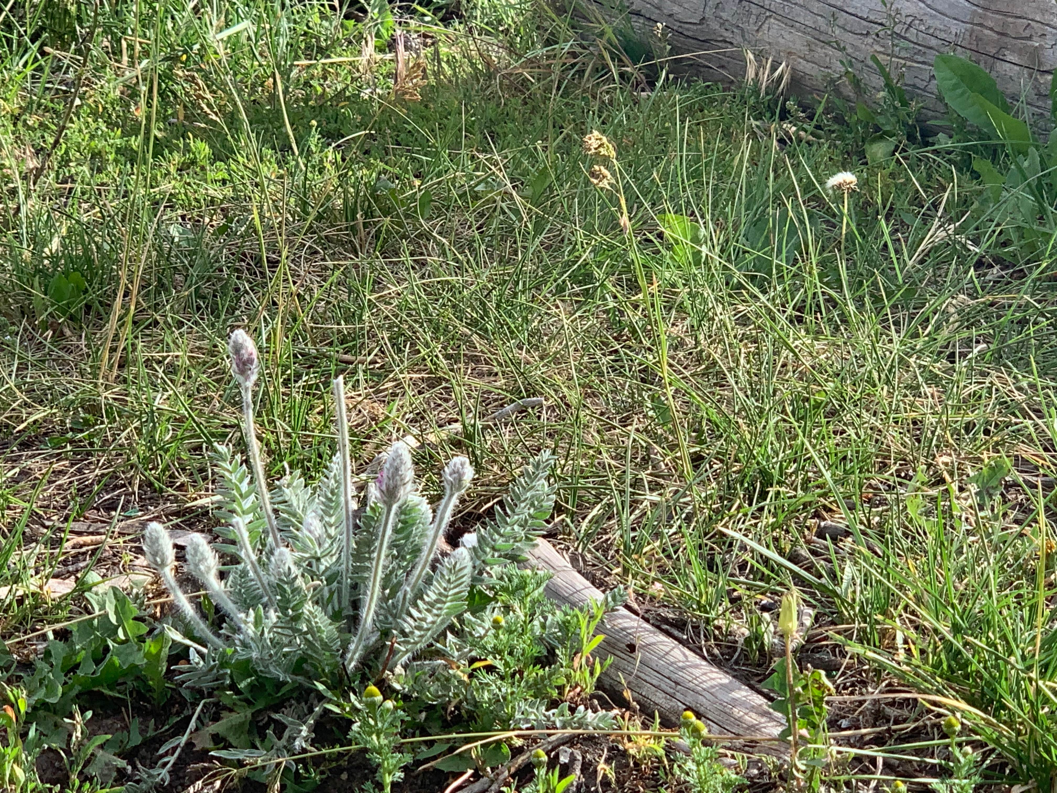 Camper-submitted photo at Pole Mountain Dispersed Camping near Buford, WY