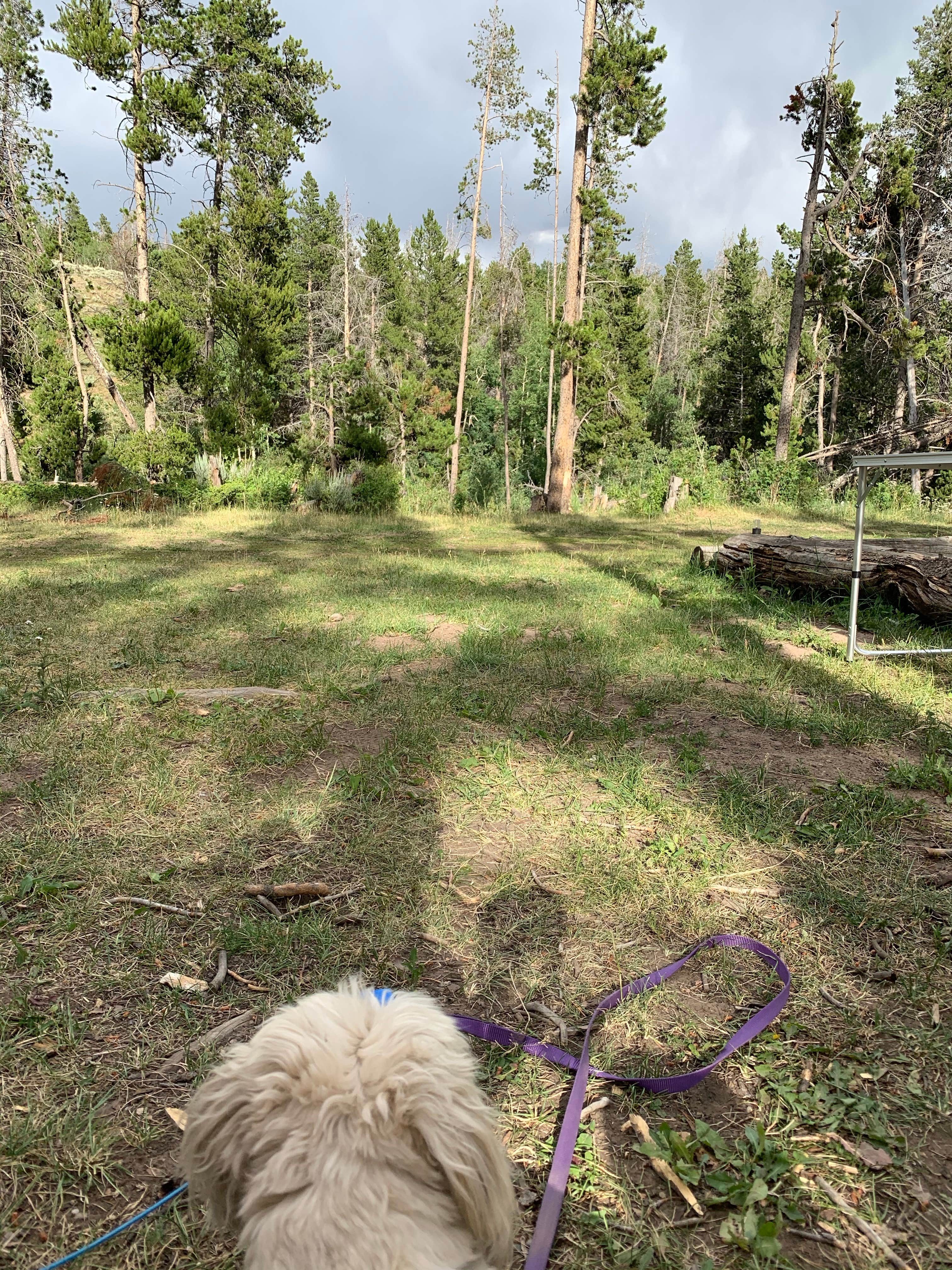 Allison B.'s photo of camping with pets at Pole Mountain Dispersed Camping near Laramie, WY