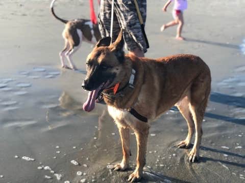 Kevin E.'s photo of camping with pets at Myrtle Beach State Park Campground near Conway, SC