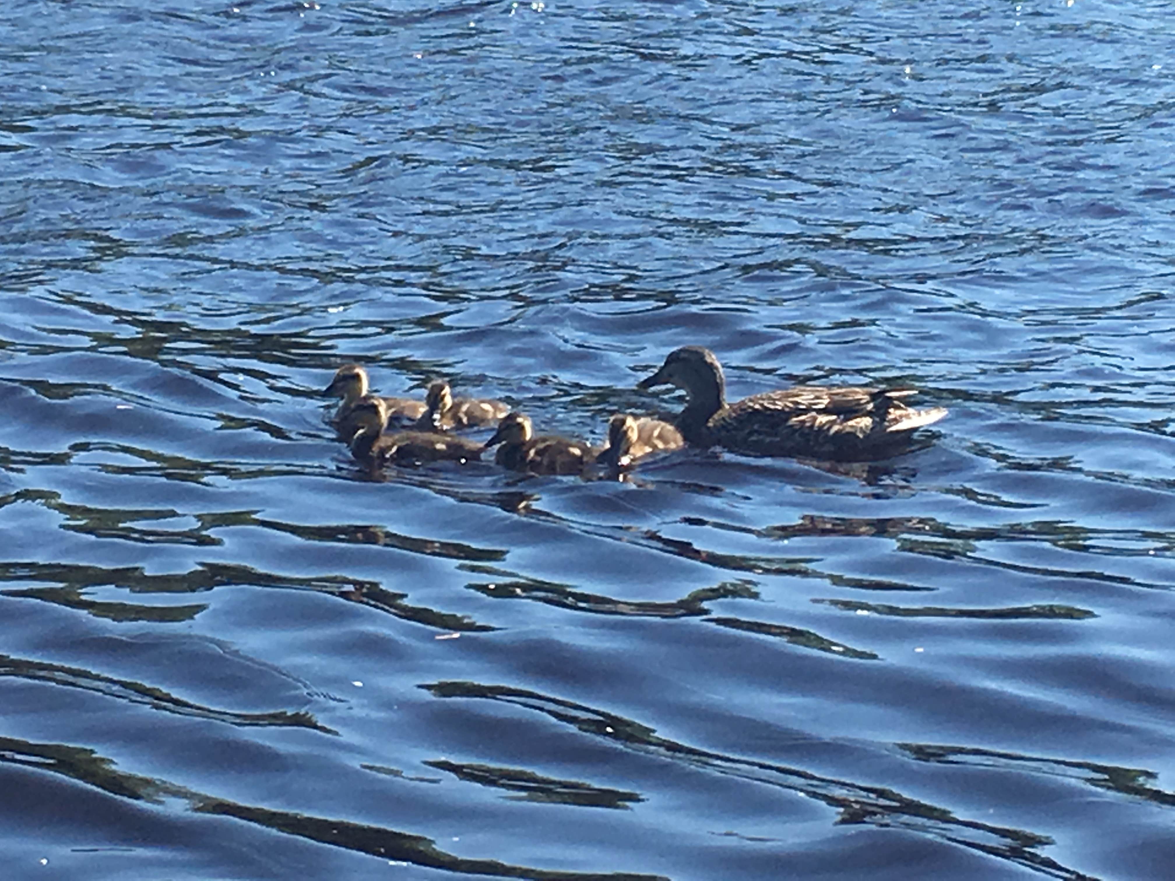 Camper submitted image from Spearhead Point - 5