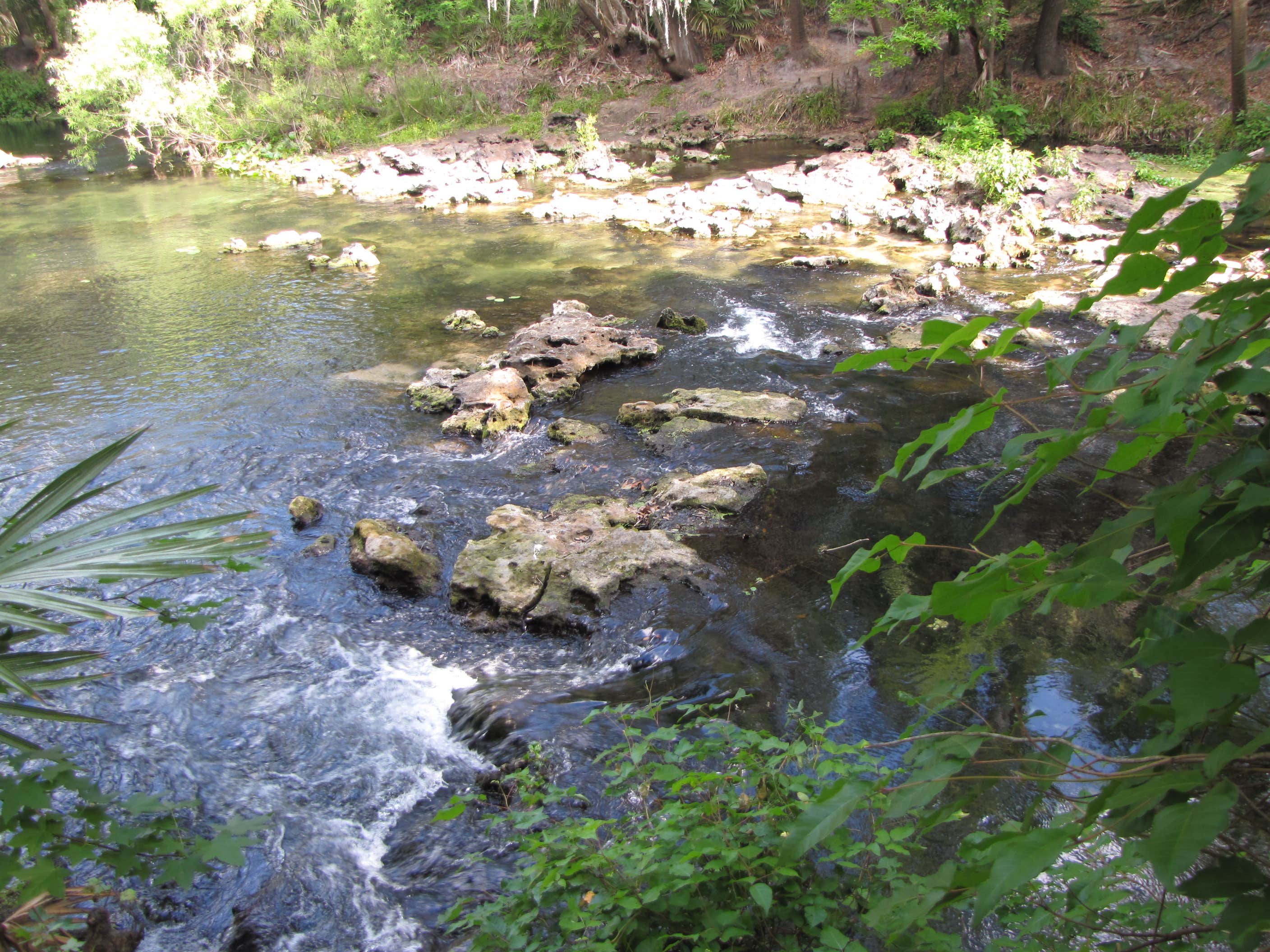 Camper submitted image from Hillsborough River State Park Campground - 2