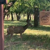 Review photo of Fruita Campground by Crystal E., July 21, 2020