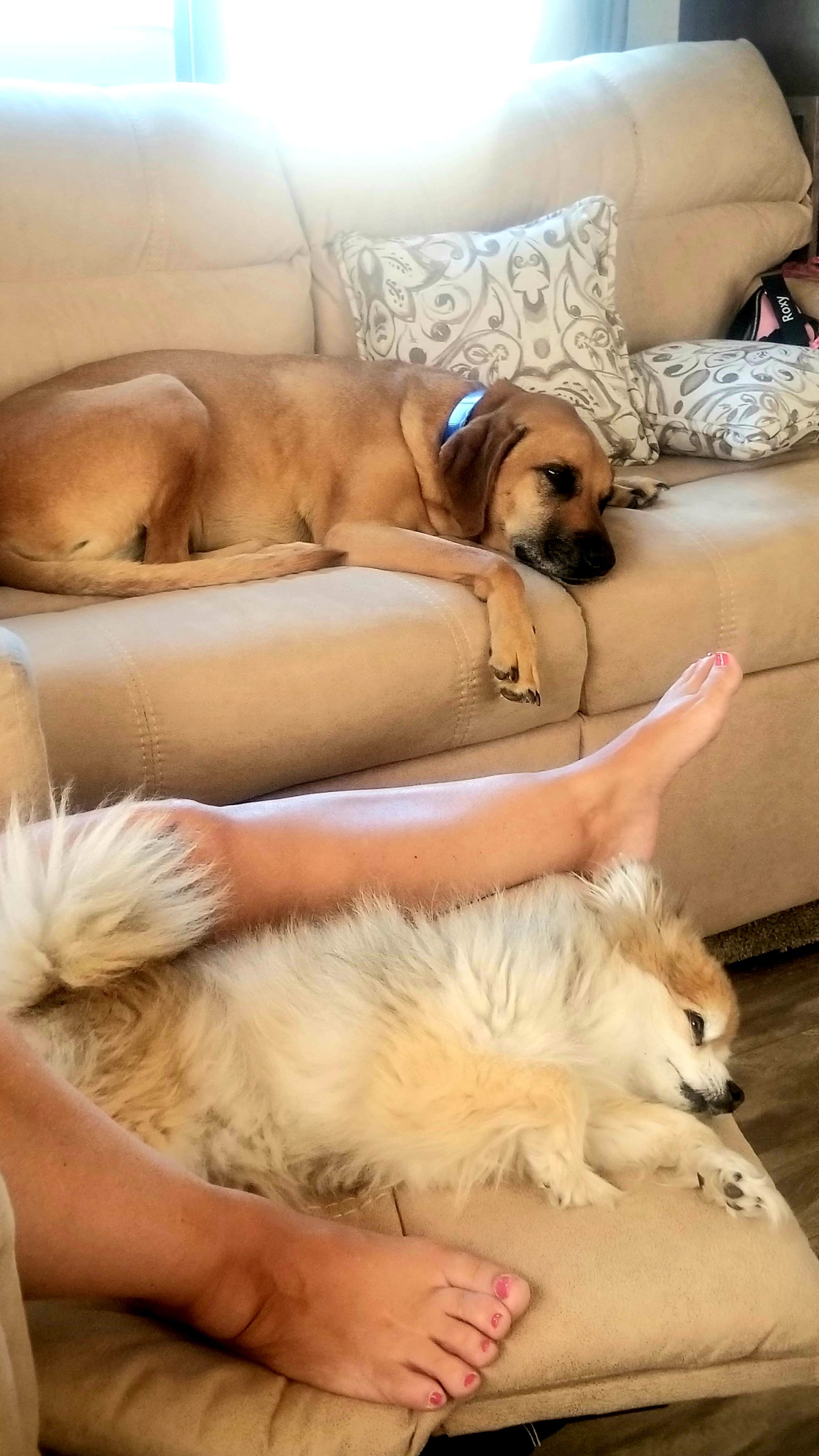 Joseph W.'s photo of camping with pets at Angel Peak Scenic View Campground near Farmington, NM