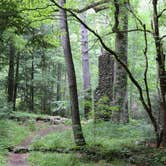 Review photo of Elkmont Campground — Great Smoky Mountains National Park by Kate O., July 21, 2020