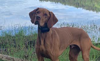 Ted-Kelli T.'s photo of camping with pets at Brundage Reservoir Camping Area near New Meadows, ID