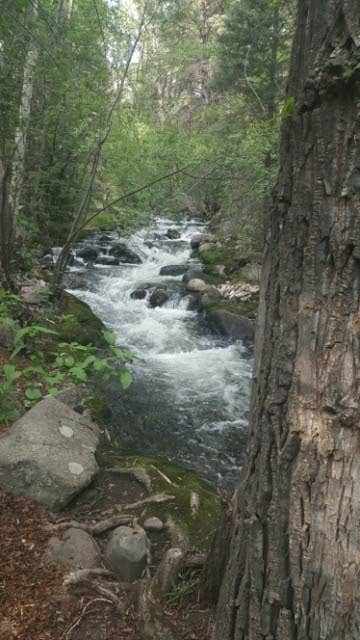 Camper submitted image from North Crestone Creek Campground - 4