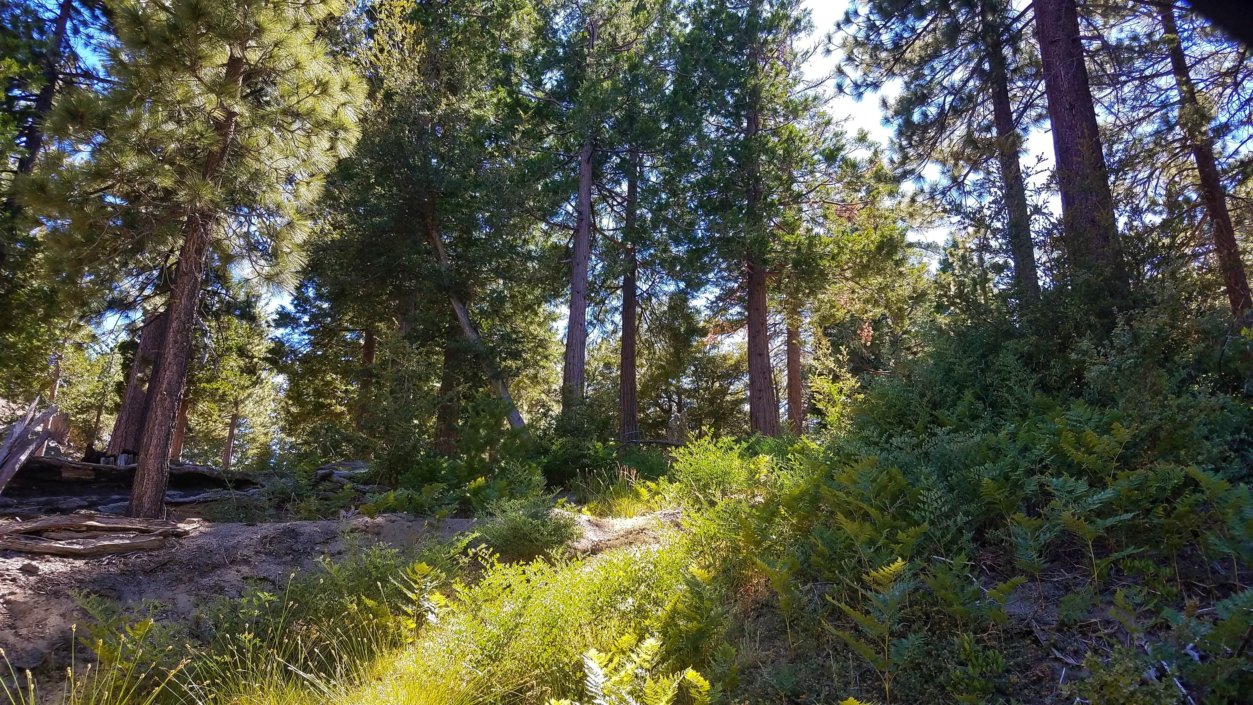 Camper submitted image from Black Mountain Group Campground (san Bernardino) - 3