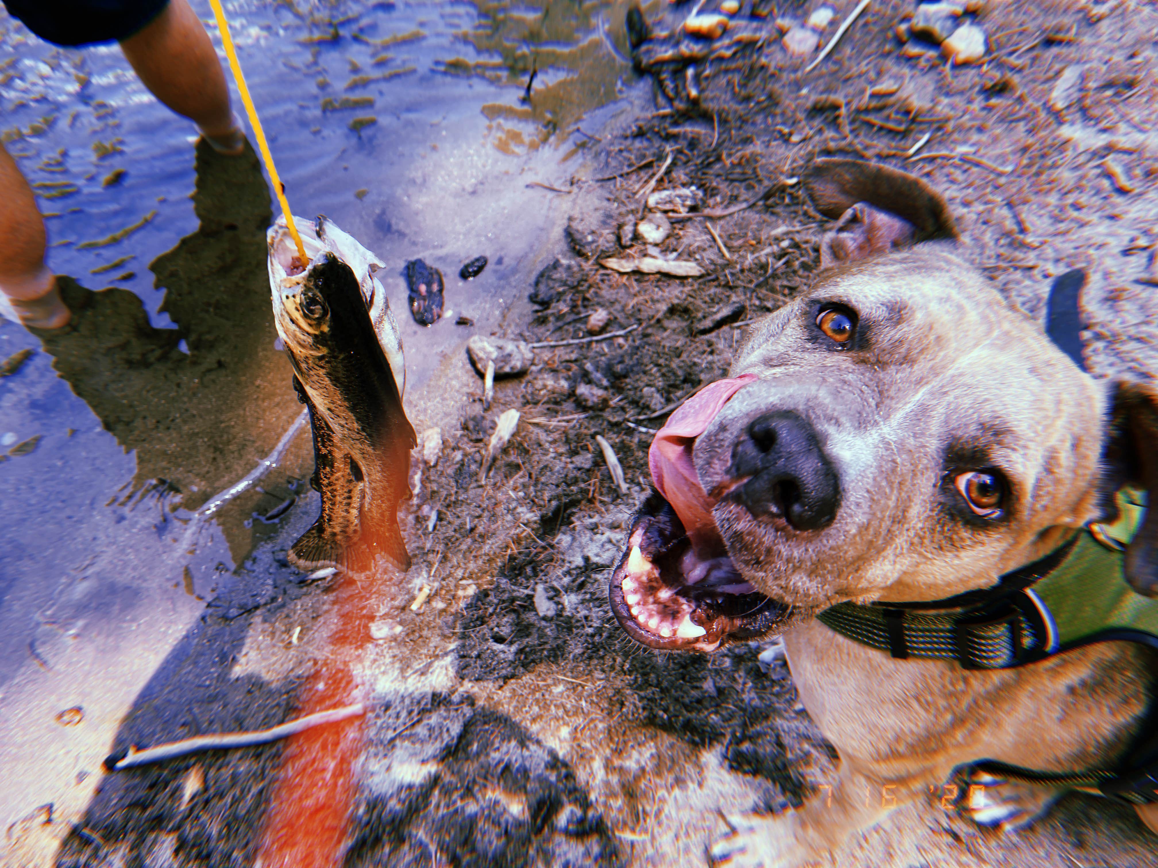 Camper-submitted photo at China Flat Campground near Eldorado National Forest
