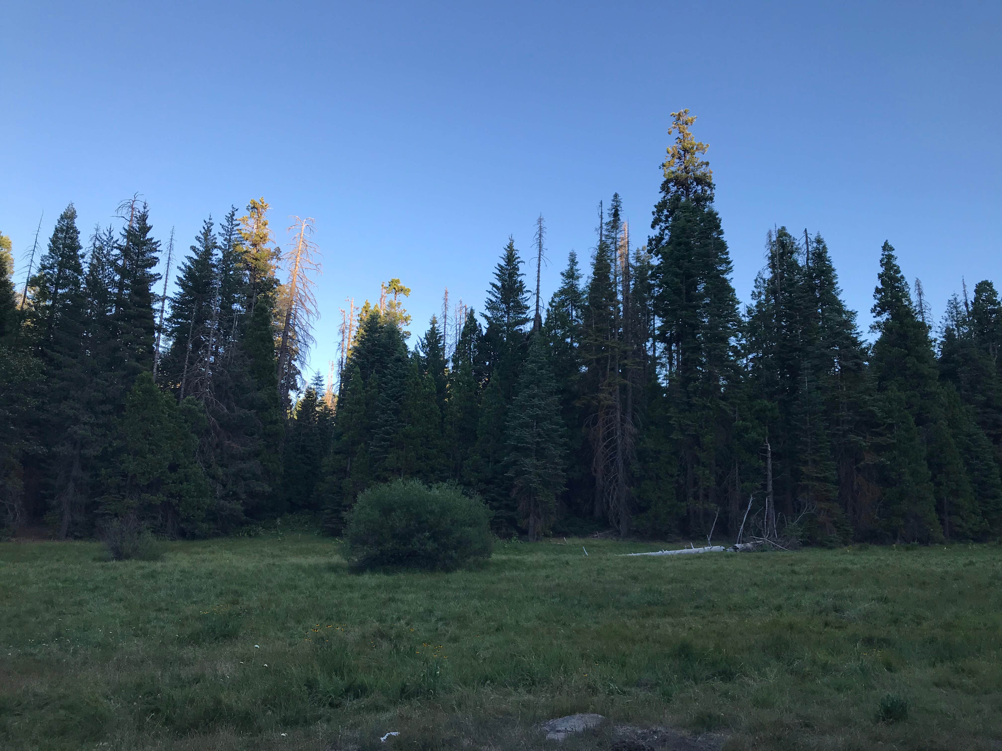 Camper submitted image from Sequoia National Park Dispersed campground - 2