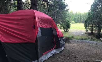 Jessica P.'s photo at Sequoia National Park Dispersed campground near Sunland, CA