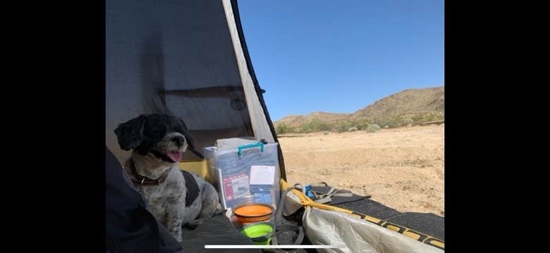 Salem L.'s photo of camping with pets at Joshua Tree Lake Dispersed Camping near Twentynine Palms, CA