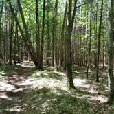 Review photo of Manistee River Trail Dispersed Camping by Josh D., July 22, 2020